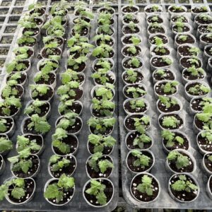 黑莓新品種組培苗2棵/組