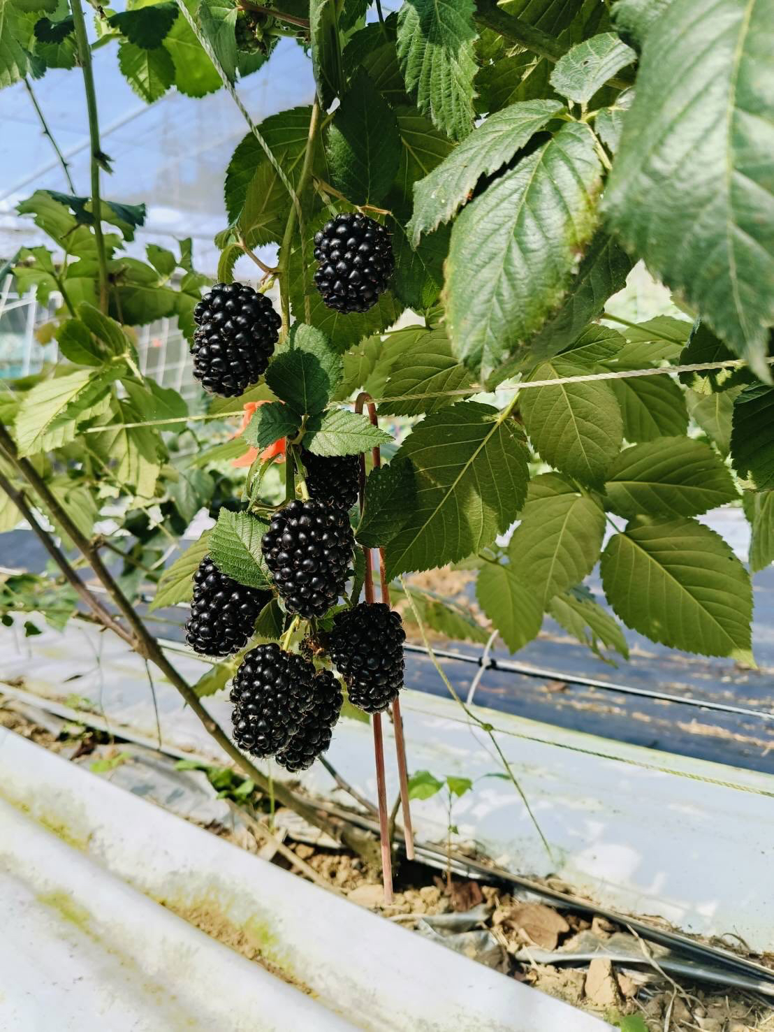 呼密藍莓農場|台灣新鮮黑莓冷凍包裝(新上市):圖片 14