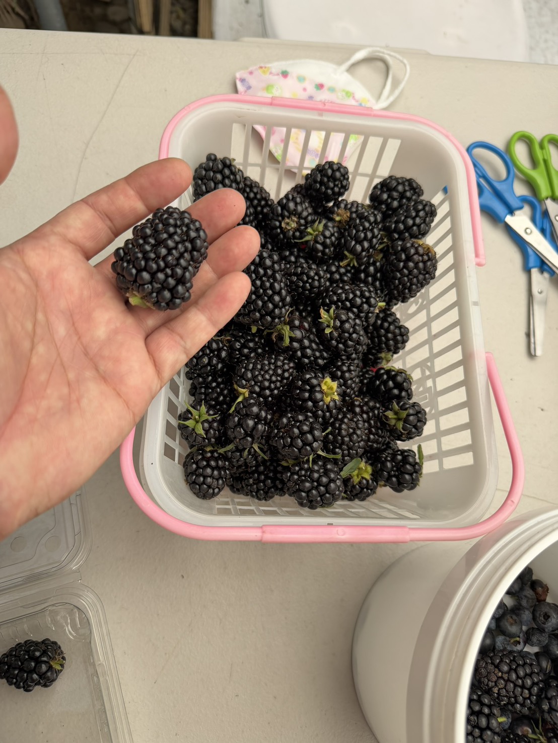 呼密藍莓農場|台灣新鮮黑莓冷凍包裝(新上市):圖片 10