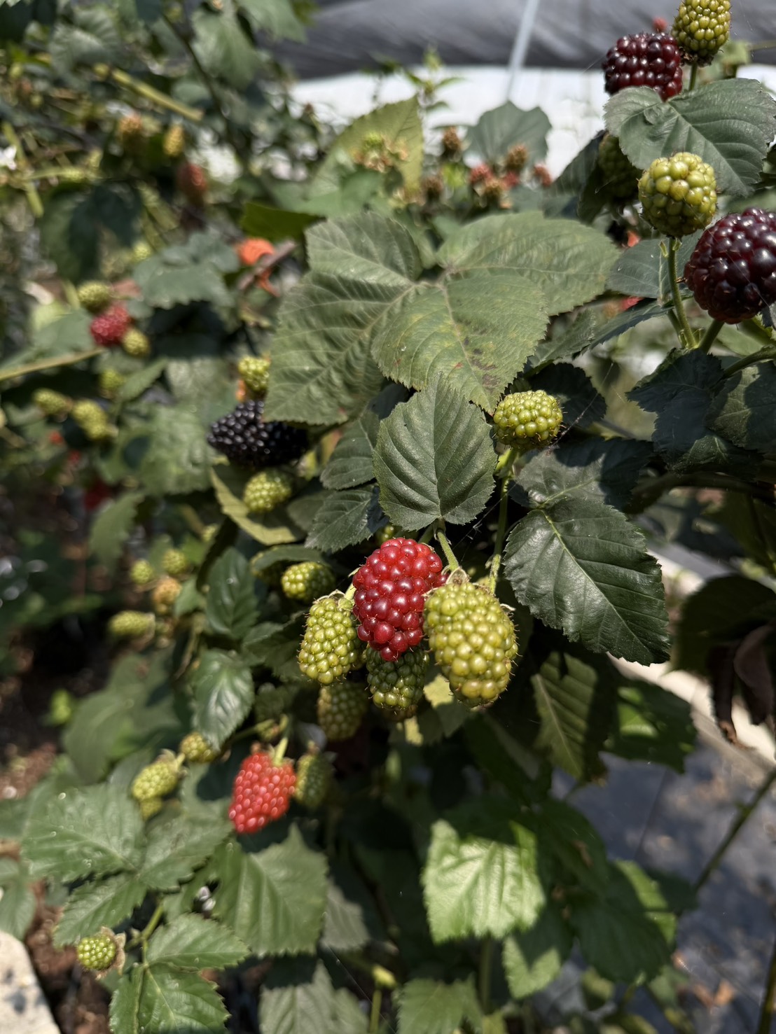 呼密藍莓農場|台灣新鮮黑莓冷凍包裝(新上市):圖片 9