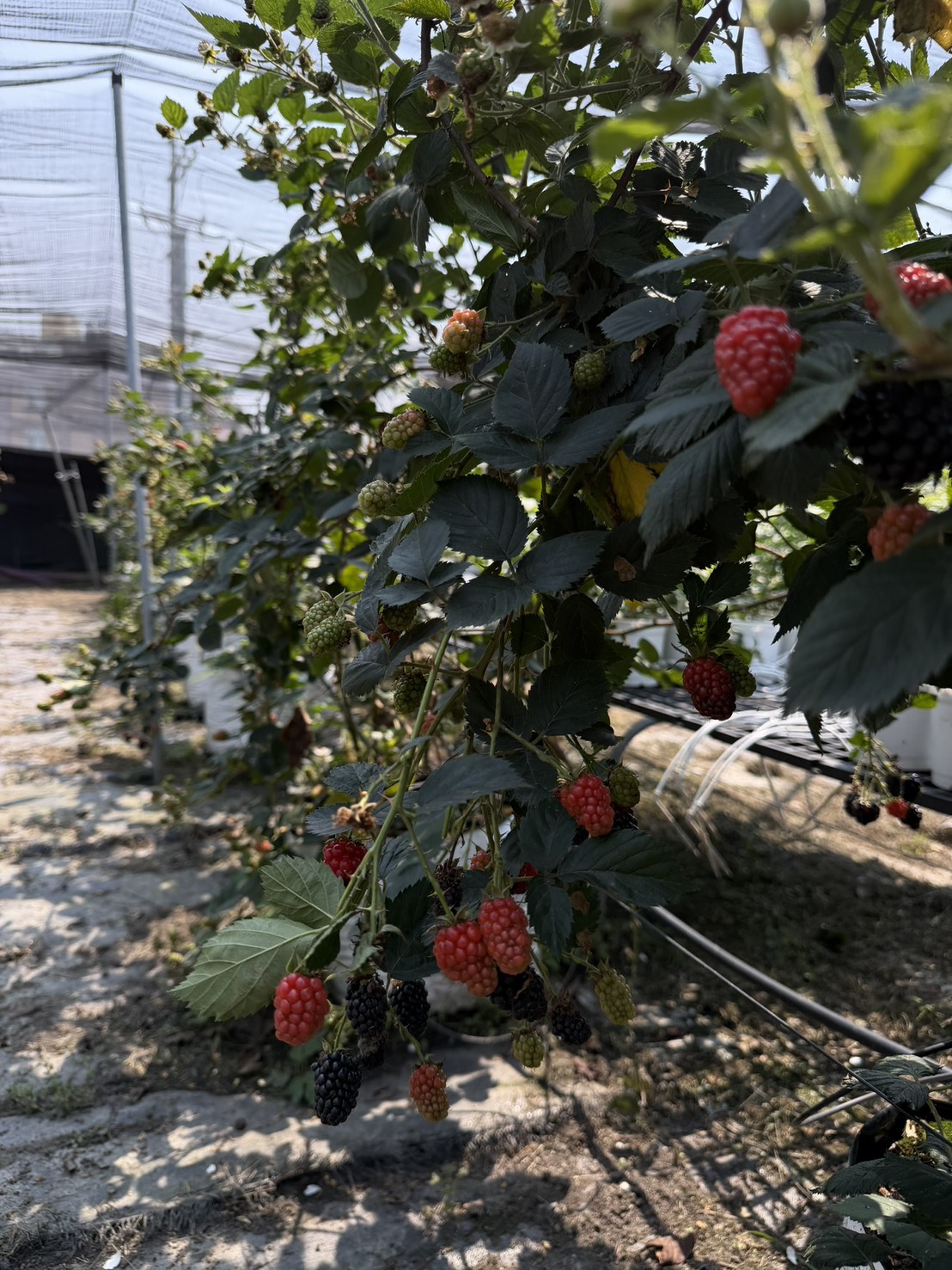 呼密藍莓農場|台灣新鮮黑莓冷凍包裝(新上市):圖片 8