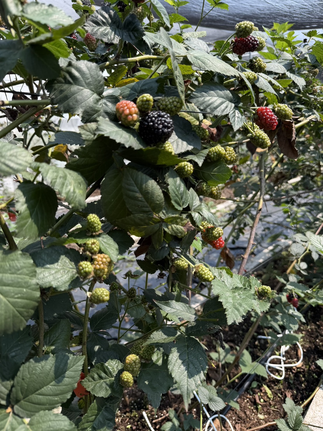呼密藍莓農場|台灣新鮮黑莓冷凍包裝(新上市):圖片 7