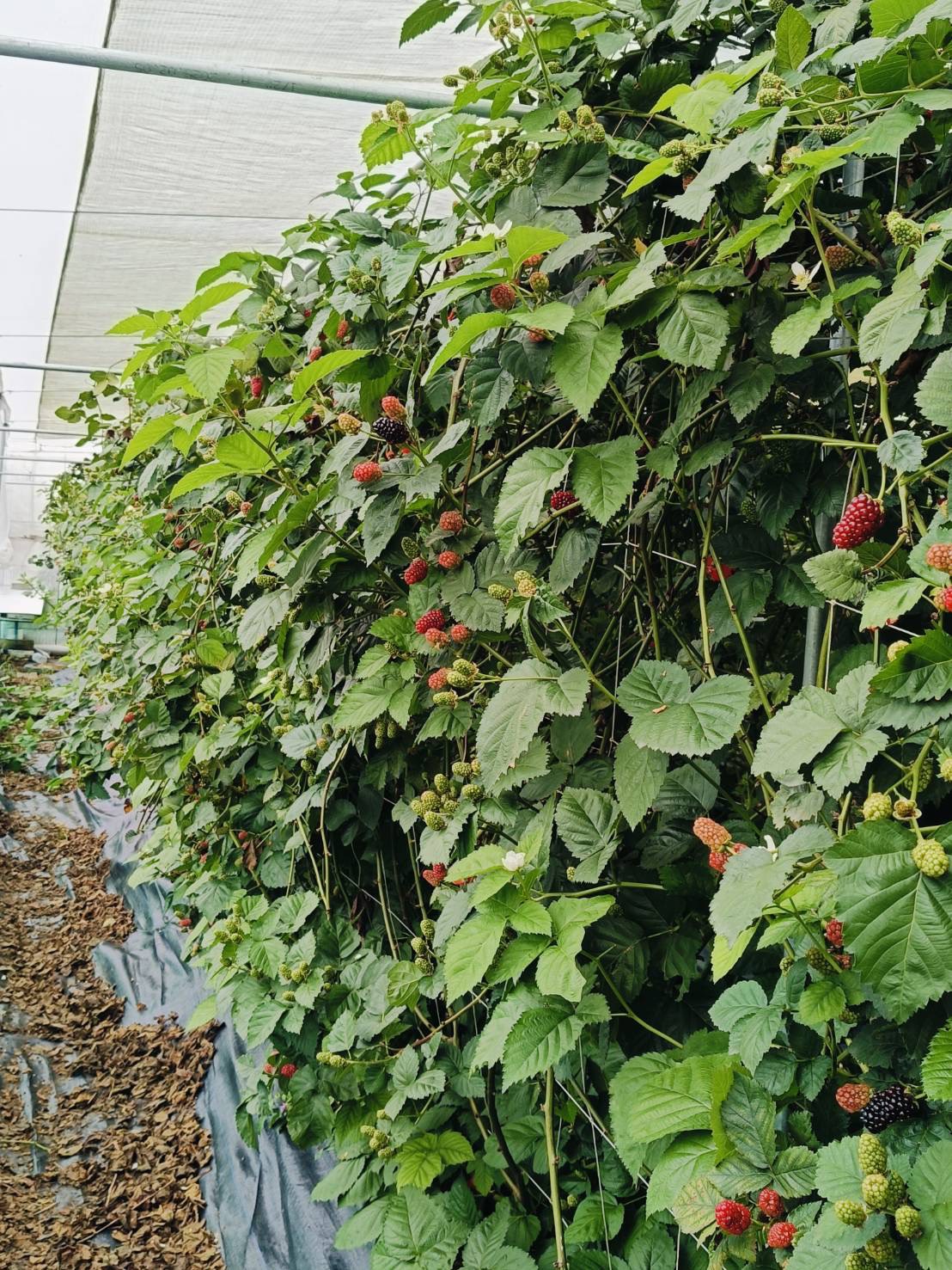 呼密藍莓農場|台灣新鮮黑莓冷凍包裝(新上市):圖片 6