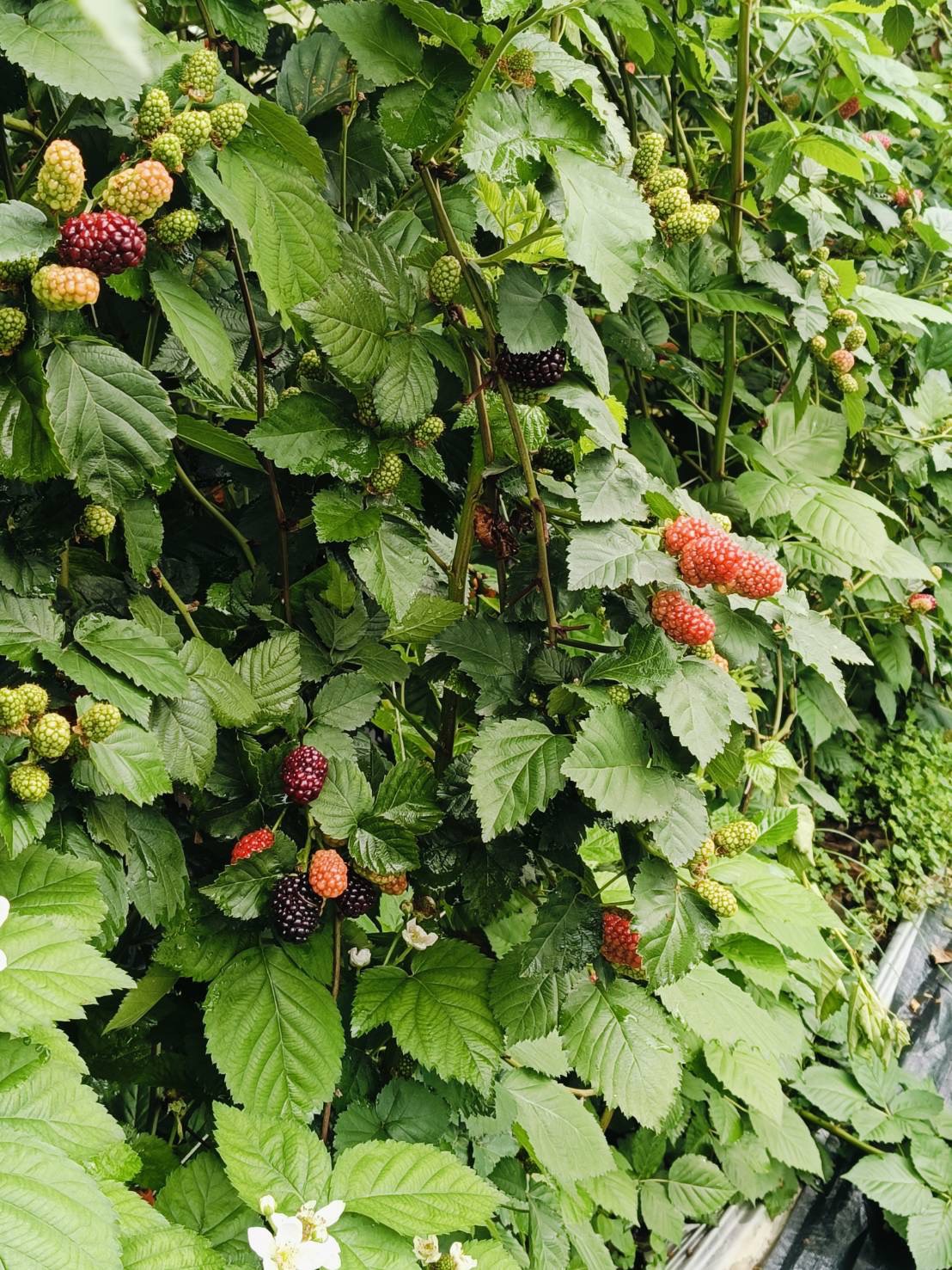 呼密藍莓農場|台灣新鮮黑莓冷凍包裝(新上市):圖片 4