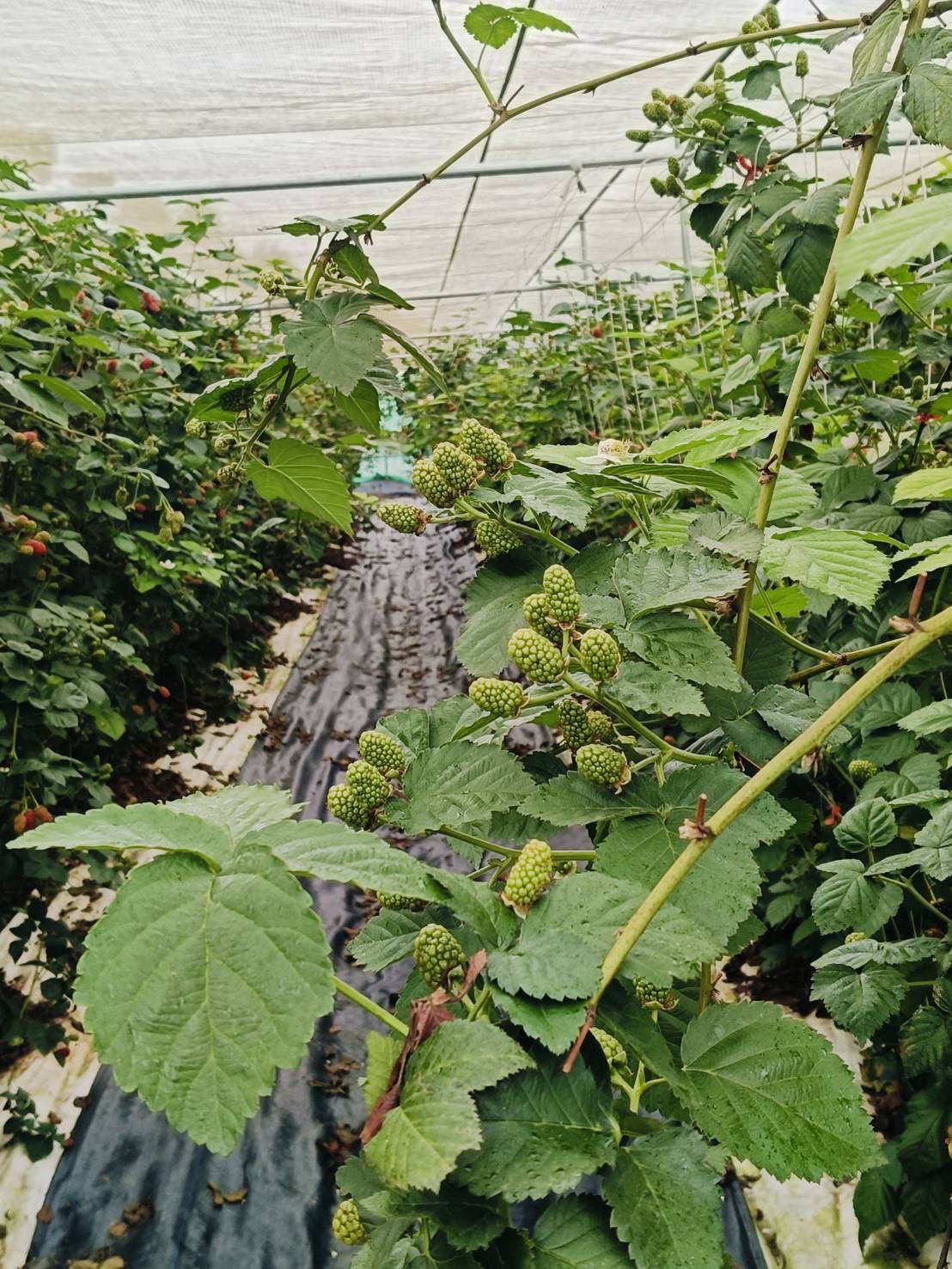 呼密藍莓農場|台灣新鮮黑莓冷凍包裝(新上市):圖片 3