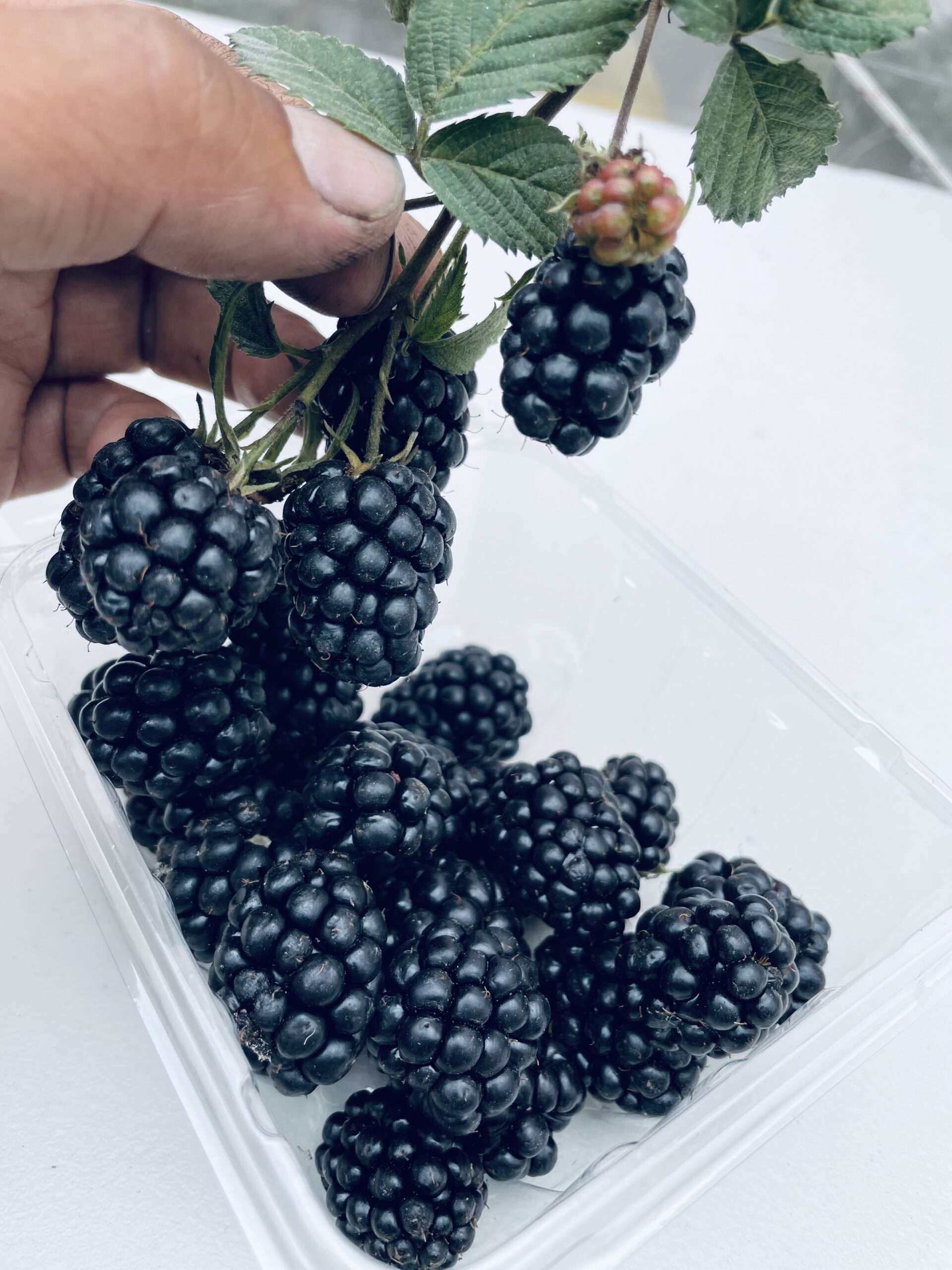 【呼密黑莓釀造醋】讓每一天,都有一點莓好。:圖片 7